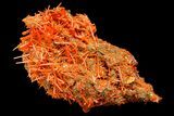 Bright Orange Crocoite Crystal Cluster - Tasmania #182726-2